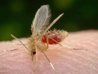 pmc mosquito palha