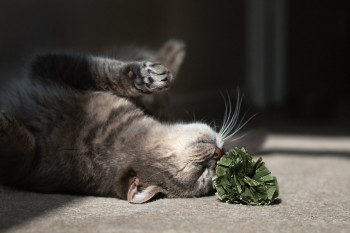 O que tem na erva do gato?