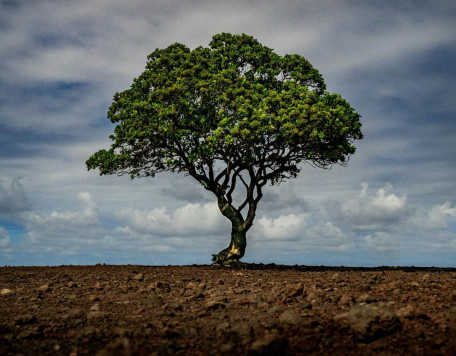 CERRADO