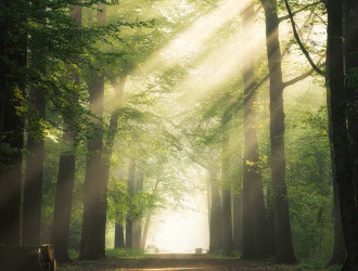 caminho no meio das arvores de folhas verdes com o sol brilhando atraves dos galhos 181624 4539