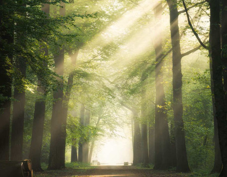 caminho no meio das arvores de folhas verdes com o sol brilhando atraves dos galhos 181624 4539