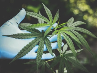 cannabis pint of science sp beer rock