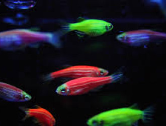 peixe