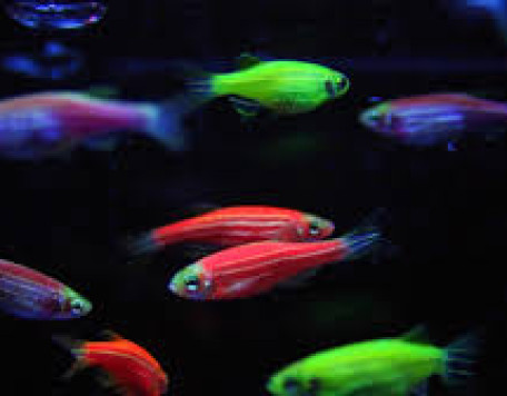 peixe