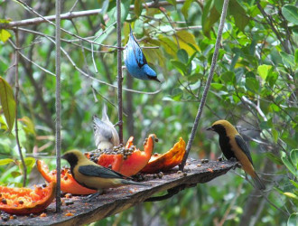 Passaros coloridos