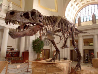 dino