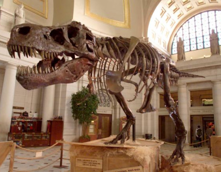 dino