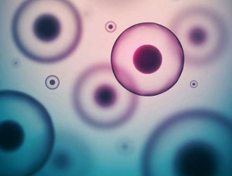 Body 06 cells