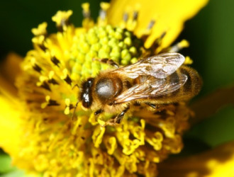 Earth 34 Bee