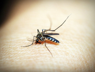 Earth 43 Mosquito